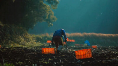 「菊芋堂のキクイモ」熊本県産の有機菊芋100％