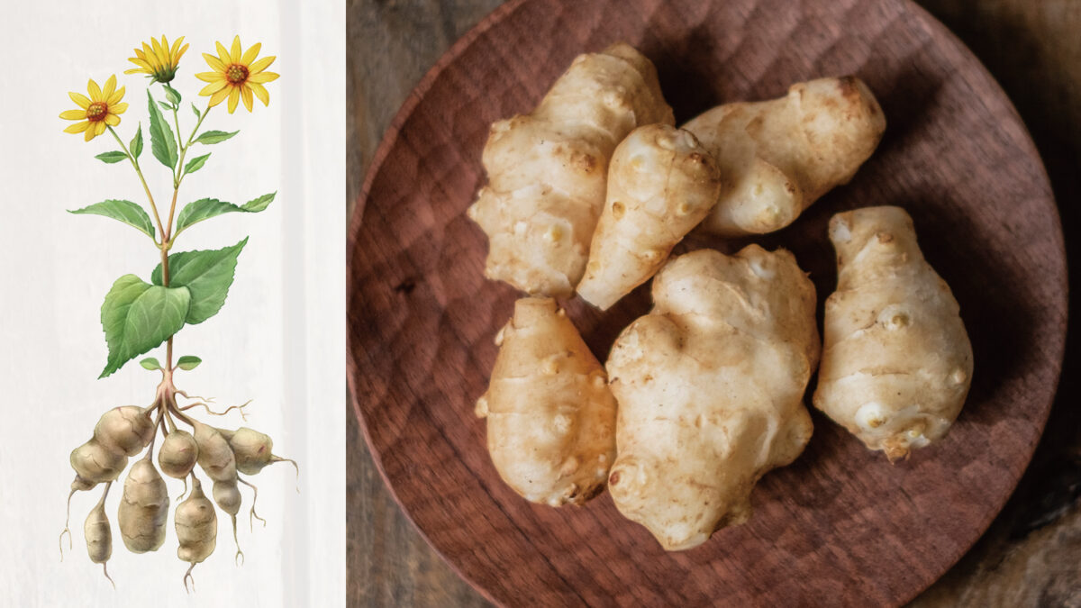 菊芋（きくいも）とは？