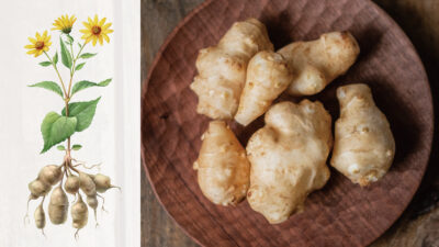 菊芋（きくいも）とは？