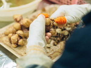 菊芋の傷んだ部分や泥の除去